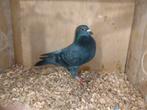 Te koop kleurpostduif., Mannelijk, Postduif