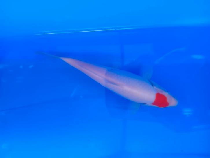 Te koop prachtige Tancho 30 a 35 cm, Dieren en Toebehoren, Vissen | Vijvervissen, Karper of Koi