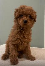 Toy Poedel Puppy Reu, Poedel, Particulier, 15 weken tot 1 jaar, Reu