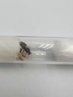 Lasius Niger kolonie 5-15 werksters, Dieren en Toebehoren, Mieren