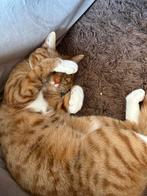 Een nieuwe huisje gezocht, Dieren en Toebehoren, Katten en Kittens | Overige Katten, Kater, Kortharig, 0 tot 2 jaar