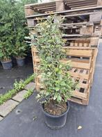 Olijfwilg planten potgekweekt 100-120 cm, Ophalen of Verzenden, Overige soorten, Haag, 100 tot 250 cm
