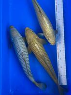 Chagoi’s, Karper of Koi