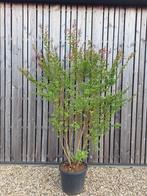 Lagerstroemia indische sering 225 cm hoog nu euro 150,-!, Ophalen, Overige soorten, Struik, 100 tot 250 cm