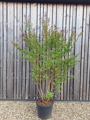Lagerstroemia indische sering 225 cm hoog nu euro 150,-! beschikbaar voor biedingen