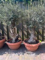 Olea europaea bonsai olijfboom in deco 50/70 stamomtre, Tuin en Terras, Planten | Bomen, Olijfboom, Lente, Volle zon, Ophalen of Verzenden