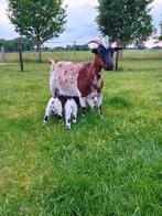 Mooie dwerggeit met 3 lammeren., Dieren en Toebehoren, Schapen, Geiten en Varkens, Meerdere dieren, Geit, 0 tot 2 jaar