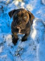 Belgische Cane Corso pups te koop, Dieren en Toebehoren, Parvo, België, Overige rassen, 8 tot 15 weken