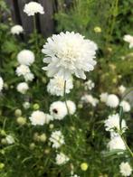 Duifkruid zaden - Scabiosa Caucasica, Tuin en Terras, Ophalen of Verzenden, Volle zon