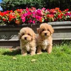 Maltipoo pups te koop, Dieren en Toebehoren, Honden | Chihuahua's en Gezelschapshonden, Nederland, Overige rassen, CDV (hondenziekte)