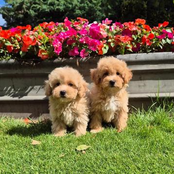 Maltipoo pups te koop choco en abricot beschikbaar voor biedingen