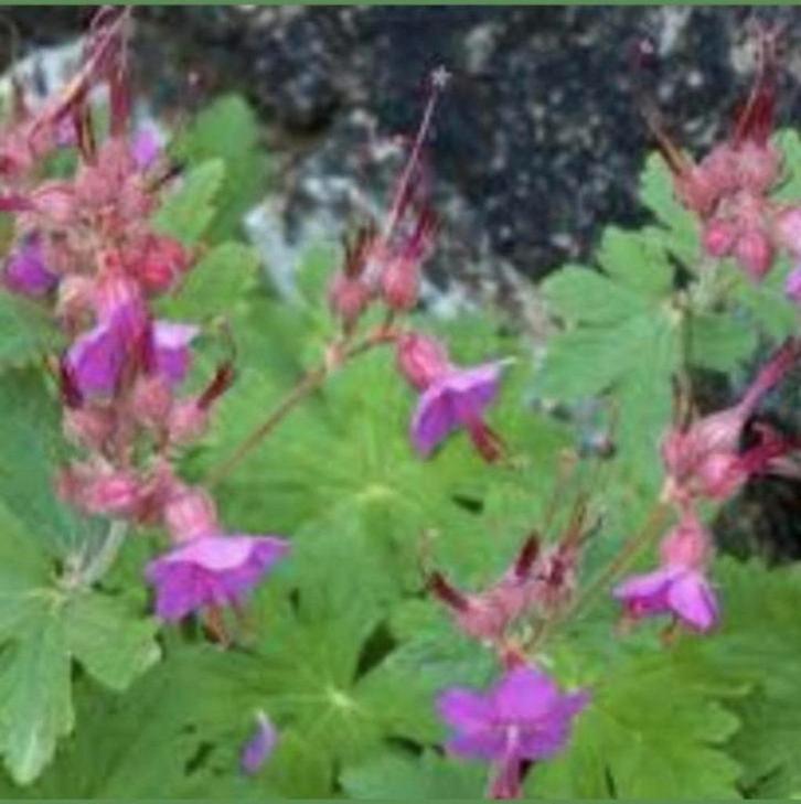 Te koop Geranium macrorrhizum ooievaarsbek, Tuin en Terras, Planten | Tuinplanten, Ophalen of Verzenden