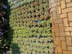 Ijsbloem Delosperma vaste plant, Ophalen, Zomer, Overige soorten, Volle zon