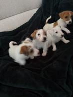 Te koop: 4 Jack Russell pups   mogen direct weg!, Dieren en Toebehoren, Jack Russell Terriër, 8 tot 15 weken, Meerdere, Meerdere dieren