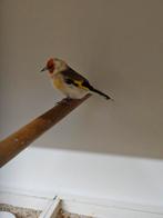 Majoor putter witkop pop, Dieren en Toebehoren, Vogels | Overige Vogels, Vrouwelijk, Wildzangvogel