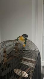 Caique zwartkop 8 maanden oud, Dieren en Toebehoren, Vogels | Parkieten en Papegaaien, Mannelijk, Papegaai, Tam