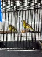 Te koop 2 poppen mutant zwartkopsijs, Dieren en Toebehoren, Vrouwelijk, Geringd