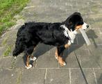 Kruising Australische herder/Berner Sennen teefje, Particulier, Rabiës (hondsdolheid), Teef, Herder