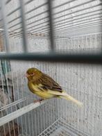 Kanarie bonte, Dieren en Toebehoren, Vogels | Kanaries, Mannelijk, Kleurkanarie