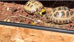 Russische vierteen schildpad trio, Dieren en Toebehoren, Schildpad