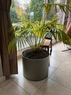 Plantenbak verrijdbaar met palm obv hydrocultuur, Ophalen, Halfschaduw, Minder dan 100 cm