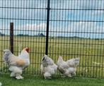 Brahma isabel kippen. Raszuiver en tam, Dieren en Toebehoren, Pluimvee, Meerdere dieren, Kip