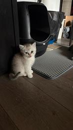 Britse korthaar kittens 1 OVER KATER, Dieren en Toebehoren, Katten en Kittens | Raskatten | Korthaar, Meerdere dieren, Ontwormd