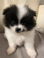 4 prachtige Pomeriaan/dwergkees pups.💙💜, Dieren en Toebehoren, 8 tot 15 weken, Meerdere, Meerdere dieren, Nederland