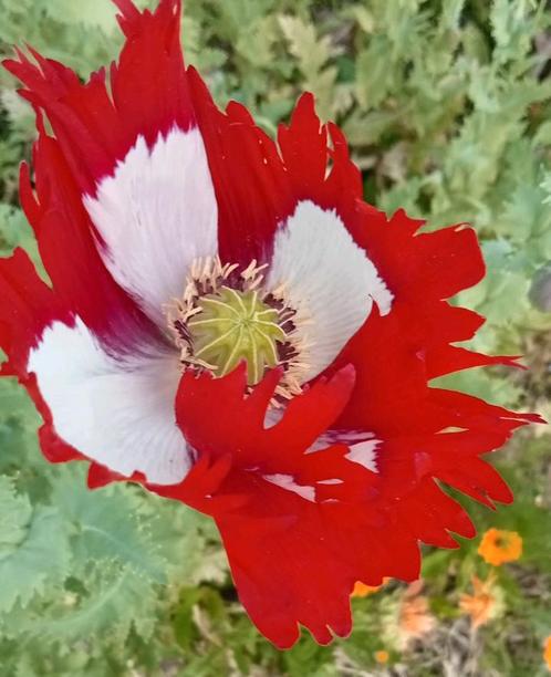 Papaver somniferum Danish flag zaden, Tuin en Terras, Bloembollen en Zaden, Zaad, Voorjaar, Volle zon, Ophalen of Verzenden