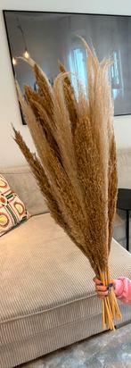 Pampasgras / Bruiloft decoratie, Ophalen, Zo goed als nieuw