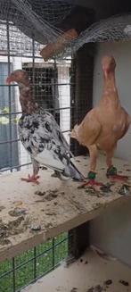 Duiven koppel te koop, Dieren en Toebehoren, Meerdere dieren, Overige soorten