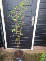 Bamboe, Tuin en Terras, Planten | Tuinplanten, Ophalen, Bloeit niet, Overige soorten, Halfschaduw