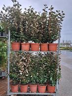 Elaeagnus ebbingei struiken, olijfwilg 100 cm hoog Pot gekwe, Overige soorten, Ophalen of Verzenden, Struik, 100 tot 250 cm