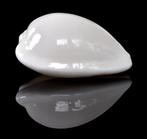 Schelpen: Cypraea comptonii casta 22mm, (Gem) volledig wit!, Ophalen of Verzenden, Schelp(en)