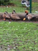 2 koppels kroonenden 2025, Dieren en Toebehoren, Vogels | Overige Vogels, Meerdere dieren, Geringd