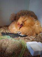 Cochin kuikentjes geboren op 30 augustus, Dieren en Toebehoren, Pluimvee, Geslacht onbekend, Kip