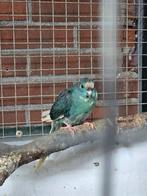 Jonge kakariki, Vrouwelijk, Parkiet