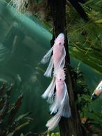 L144 Snow White Long Fin ancistrus, Dieren en Toebehoren, Vissen | Aquariumvissen, Vis, Zoetwatervis, Schoolvis