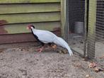 4 zilverfazant hanen beschikbaar, Dieren en Toebehoren, Mannelijk, Tropenvogel