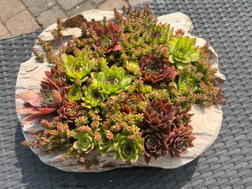 🥰 Grote Decoratie teakhout schaal vol vetplanten ️ beschikbaar voor biedingen