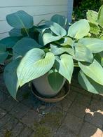 Hosta’s zoeken nieuw huis, Ophalen, Zomer, Overige soorten, Halfschaduw