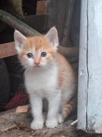 Superlieve kittens rood - lapje - tijger, Dieren en Toebehoren, Katten en Kittens | Overige Katten, Poes