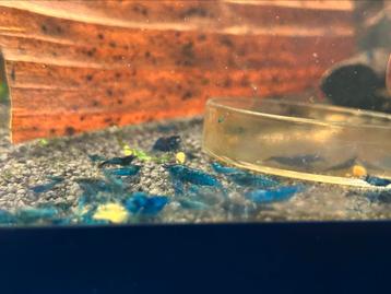 Mooie high grade blue dream blauwe neocaridina garnaal beschikbaar voor biedingen