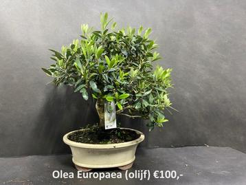 Japanse Bonsai buiten in diverse soorten en maten beschikbaar voor biedingen
