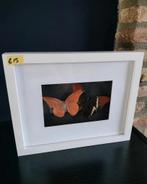 Lijstje met opgezette vlinders, Huis en Inrichting, Minder dan 50 cm, Nieuw, Ophalen of Verzenden, Minder dan 50 cm