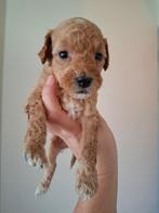 Middenslag poedel pups (raszuiver) rood/ abrikoos, Dieren en Toebehoren, Poedel, 8 tot 15 weken, Meerdere, Meerdere dieren