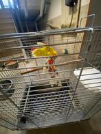Gratis Agapornis/dwergpapegaai, Dieren en Toebehoren, Vogels | Overige Vogels, Vrouwelijk