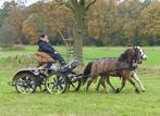 Tweespan welsh ponys span menpony & shetlanders betuigd, Dieren en Toebehoren, Pony's, Niet van toepassing, A pony (tot 1.17m)