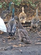 Mooie Indische loopeenden, Dieren en Toebehoren, Pluimvee, Meerdere dieren, Eend