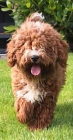 UNIEK mini labradoodle pups. Zeer klein !, Rabiës (hondsdolheid), 8 tot 15 weken, Meerdere dieren, Eén hond